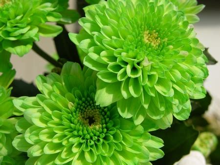 Green Flowers ~ Flowers Wallpapers