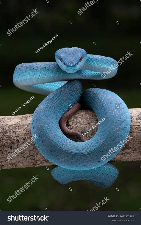 702 Trimeresurus insularis Images, Stock Photos & Vectors | Shutterstock