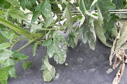 Powdery Mildew of Tomato | Purdue University Vegetable Crops Hotline