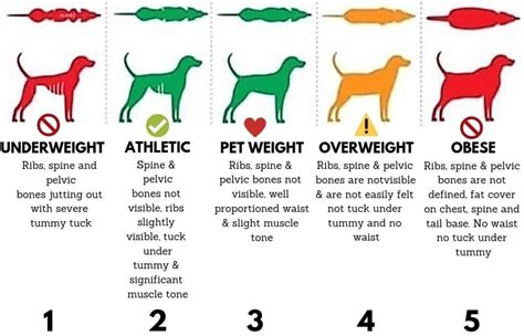 Ideal Canine Body Weight – Fitdognation.com