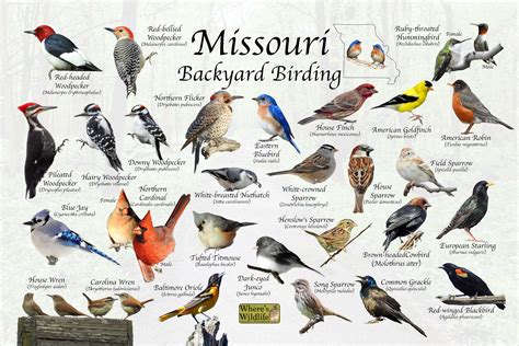 Missouri Bird Identification