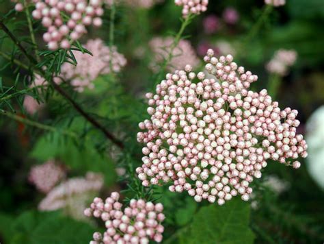 The Gardens of Petersonville: Rice Flower Plant