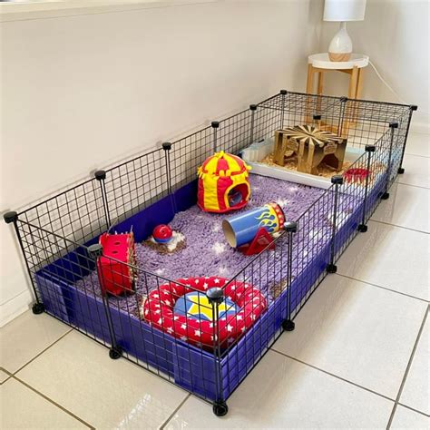 How big should my guinea pig cage be - Guinea Pigs Australia