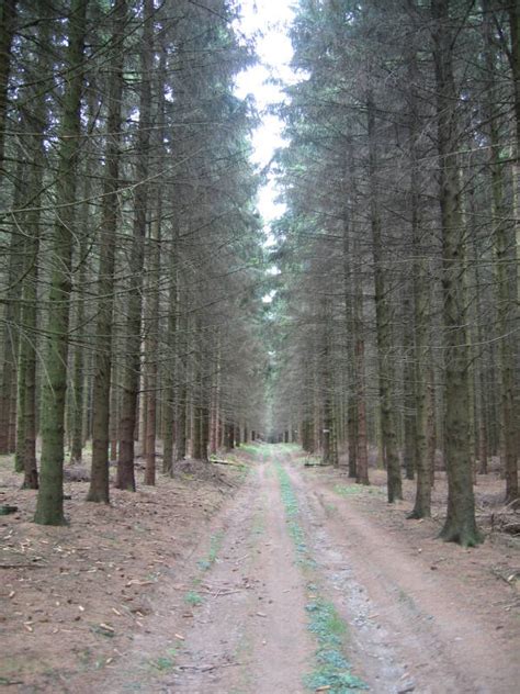 The Battle of the Bulge — Bois Jacques and the Ardennes Forest