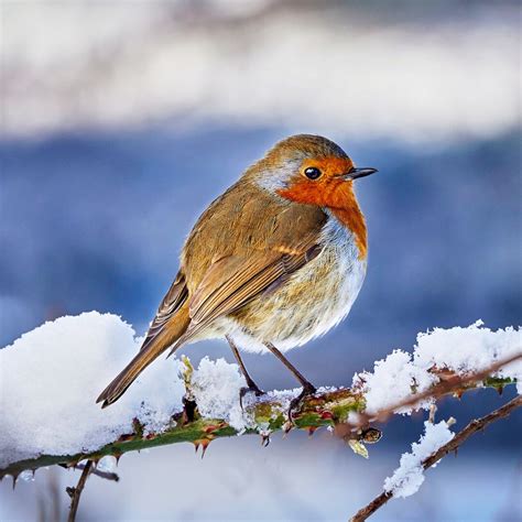 Robin in Snow Wildlife Photography Luxury Blank Greetings Card - Etsy