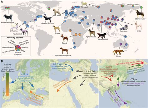 What Is The Historical Origin And Domestication Of The Dog