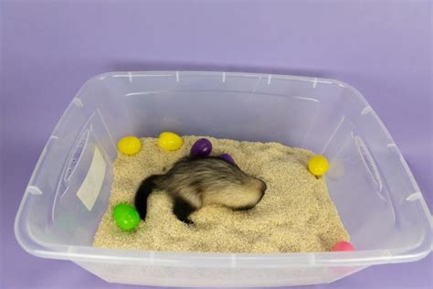 6 of the Best DIY Ferret Toys You Can Make Now | DIY Ferret