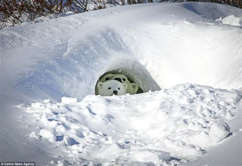 Polar bear cub hitches a lift from his mother in Canadian wilderness ...