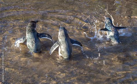 Baby Blue Penguins are Playing at Campbells Bay Beach Auckland, New ...