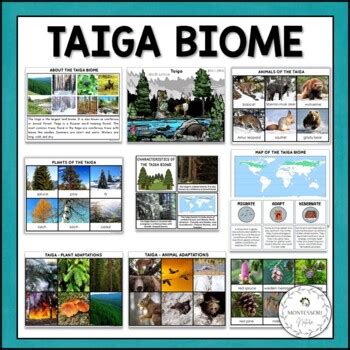 Taiga Biome Boreal Forest - Characteristics, Animal and Plant Adaptations