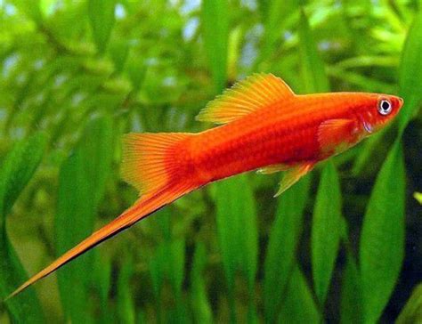 Red Velvet Swordtail Aquarium Aquarium Fish | Arizona Aquatic Gardens