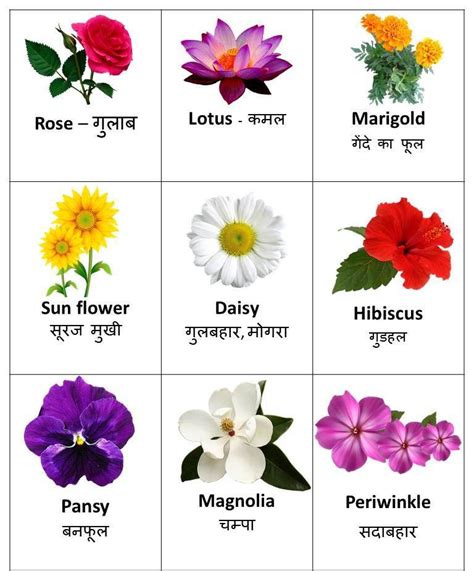 Flowers Name in Hindi and English | Flowers name in hindi, Beautiful flower names, Flower names