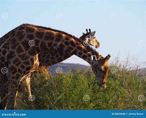 Southern giraffe stock photo. Image of madikwe, south - 86833848