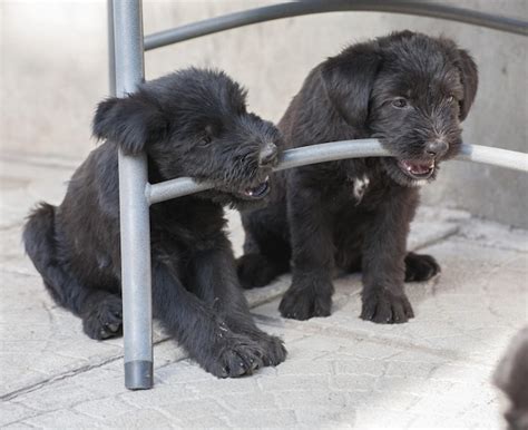 Premium Photo | Standard schnauzer puppies