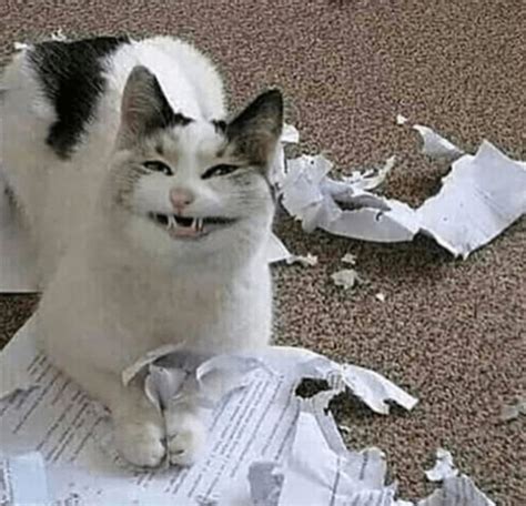 a white and black cat sitting on top of a pile of paper