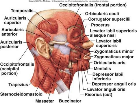 Pin by Felicia Legg on Anatomy 107 | Facial anatomy, Human body anatomy ...