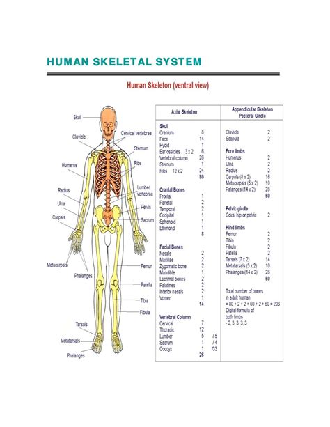 Human Skeletal System Diagram - Health Images Reference