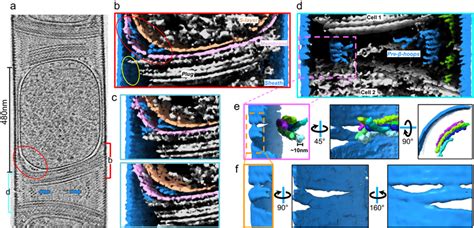 In situ structure of an immature cell a Tomogram of an immature M ...