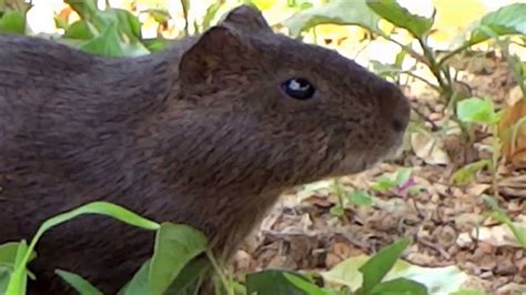 Preá (Brazilian Guinea pig) - Cavy - Cavia aperea - Capelinha ...