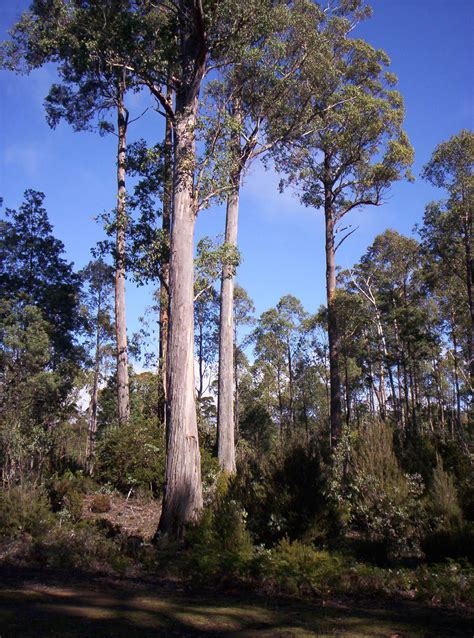 Tall Tree Lake St Clare Free Stock Photo - Public Domain Pictures