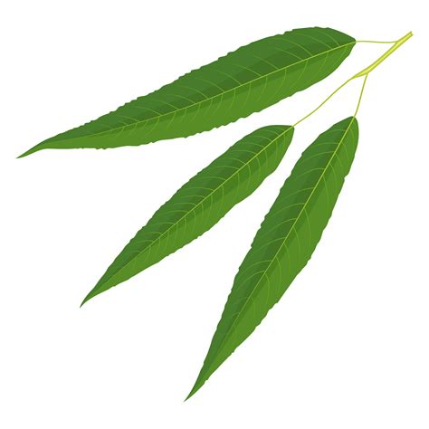 willow leafs - Clip Art Library