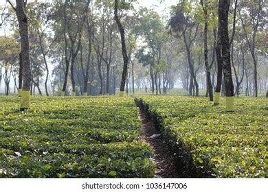 Tea Gardens Dooars Stock Photo 1024864681 | Shutterstock