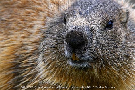 Alpine Marmot stock photo - Minden Pictures