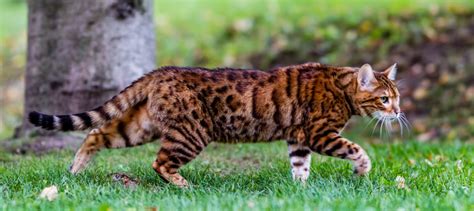 15 Exotic Cat Breeds You Can Adopt | Litter-Robot