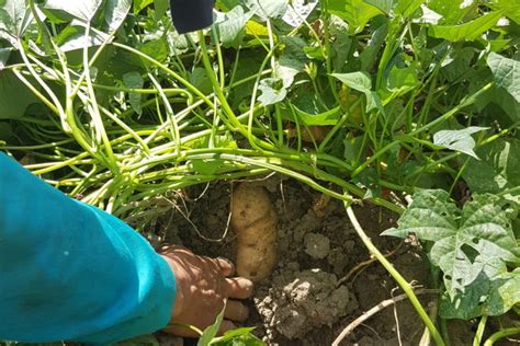 Havesting Yams Like a Picking Pro!