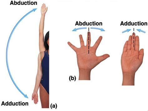 Abduction and Adduction | Anatomy Study Buddy