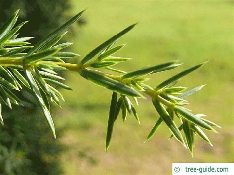 Common juniper | Juniperus communis