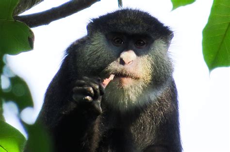 FAU | Study Documents African Monkeys Eating Bats | http://www.fau.edu/newsdesk/articles/monkey ...