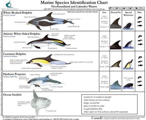 Marine Species Identification Chart 3. #SeaShepherd # ...