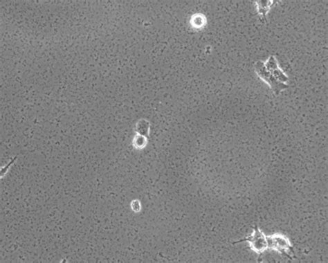 1043 questions with answers in CELL LINE CULTURE | Scientific method