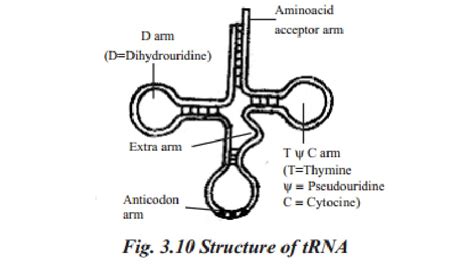 Structure of RNA and its types