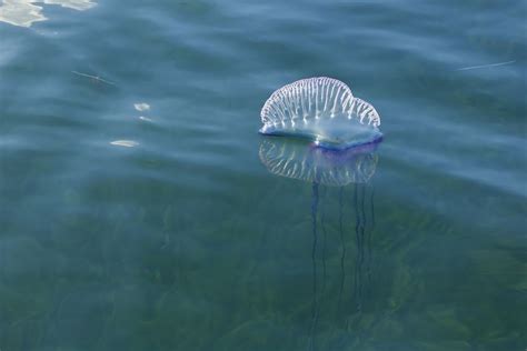 Portuguese Man-of-War Facts (Physalia physalis)