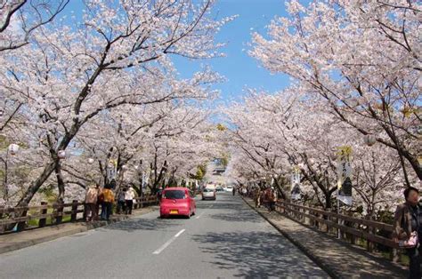 Cherry Blossoms at Kumamoto Castle