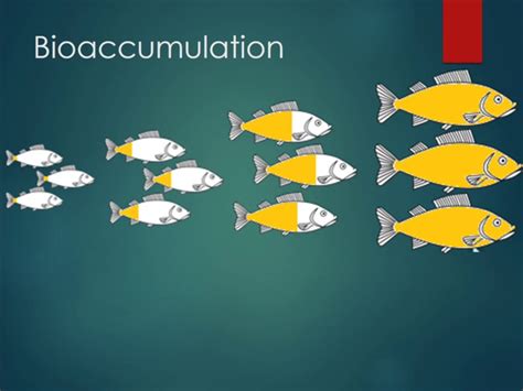 Bioaccumulation Full Lesson | Teaching Resources