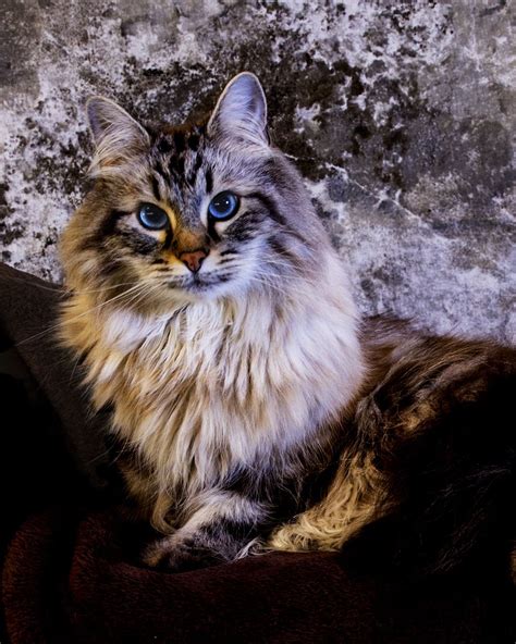 Siberian Russian Cat Breeds - Pets Lovers