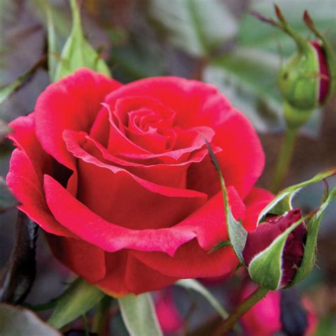 Frankly Scarlet Floribunda Rose at Jackson and Perkins Beautiful Rose Flowers, Red Flowers ...
