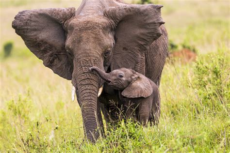 Some animals’ natural defense system shows good perspective for slow ...