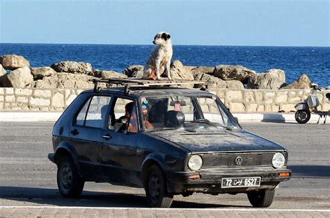 Dog on a car roof | How many sets of teeth do dogs get? The … | Flickr