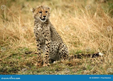 Cheetah Cub Sitting In The Grass Royalty Free Stock Images - Image: 4238969