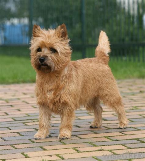 The Cairn Terrier is one of the oldest terriers with ancestry in ...