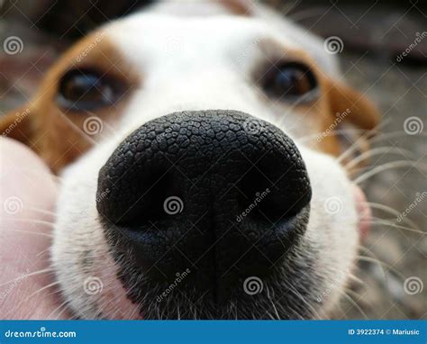 Dog nose closeup stock photo. Image of closeup, wiskers - 3922374