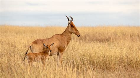 Hartebeest | Serengeti National Park on the Great Migration … | Flickr