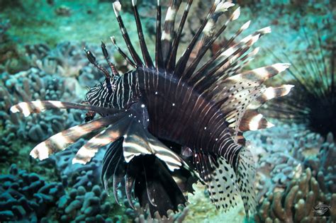 Black Volitan Lionfish - Seaunseen