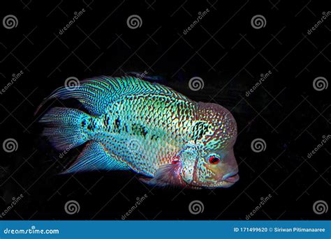 Beautiful Flowerhorn Cichlid Fish in Freshwater Tank Aquarium Stock ...