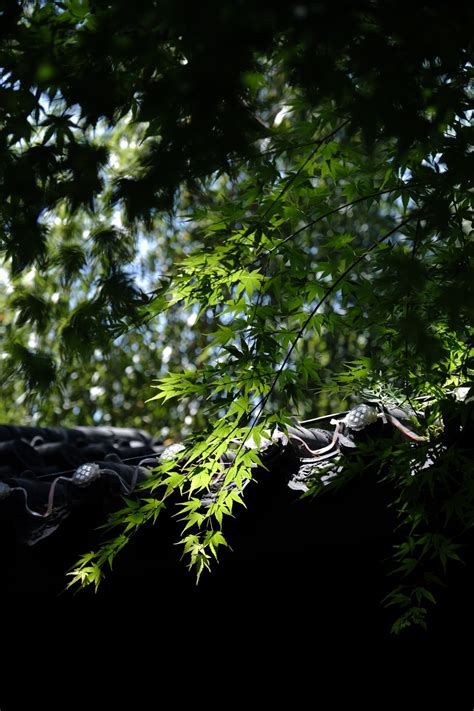 是拥有富士绿的夏天 - 初空º - 富士胶片影赛- FUJIFILM