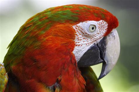 Eye Color and Eyelashes of Birds - Buffalo Bill Center of the West